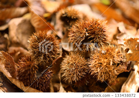 森林裡掉落的栗子 森林裡掉落的栗子 133438072