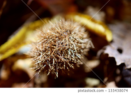 栗樹的尖刺 栗樹的尖刺 133438074