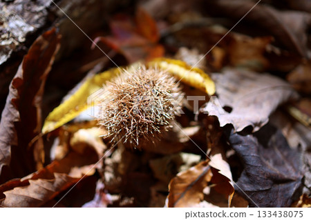 栗樹的尖刺 栗樹的尖刺 133438075