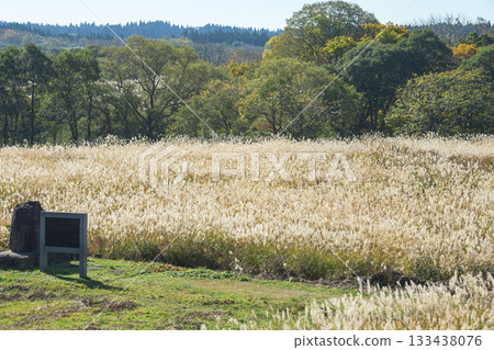 Top 100 Grassland Villages: Fuyushi Marshland Covered in Pampas Grass in Autumn at the Foot of Mt. Chokai, Akita Prefecture Top 100 Grassland Villages: Fuyushi Marshland Covered in Pampas Grass in Autumn at the Foot of Mt. Chokai, Akita Prefecture 133438076