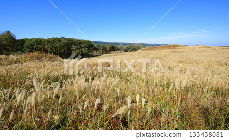 Akita Prefecture: Akita Prefecture's Top 100 Grassland Villages: Fuyushi Marshland covered in Japanese silver grass in autumn and a cluster of windmills on the plateau in the distance 133438081