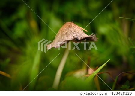 Naturally aged mushroom growing among lush green grass at dawn in a peaceful woodland setting Naturally aged mushroom growing among lush green grass at dawn in a peaceful woodland setting 133438129