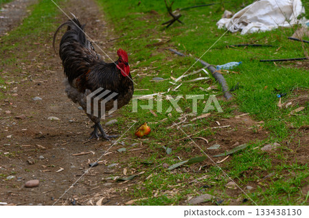 Colorful rooster exploring a rural pathway surrounded by green grass and scattered leaves Colorful rooster exploring a rural pathway surrounded by green grass and scattered leaves 133438130