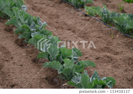 Vibrant green cabbage plants growing in rows on fertile soil under a clear blue sky during the spring planting season Vibrant green cabbage plants growing in rows on fertile soil under a clear blue sky during the spring planting season 133438137