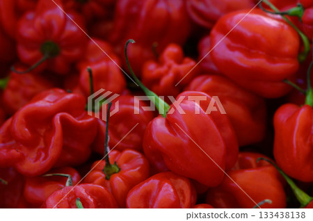 Vibrant red habanero peppers piled together in a lively market setting filled with color and freshness Vibrant red habanero peppers piled together in a lively market setting filled with color and freshness 133438138