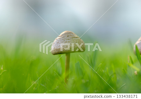 Delicate mushroom emerging from lush grass under gentle sunlight in a serene natural setting Delicate mushroom emerging from lush grass under gentle sunlight in a serene natural setting 133438171
