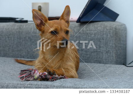 Curious puppy relaxes on a cozy couch while waiting for playful moments in a bright living room 133438187