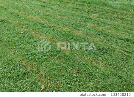 Freshly mowed grass in a public park after machine trimming, showing neat green lawn patterns, trimmed blades, and scattered clippings under natural daylight, landscape maintenance scene 133438213