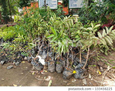 Grafted guava plants in nursery polybags ready for plantation, healthy young saplings with green leaves, commercial fruit tree propagation via rootstock and scion, farm gardening horticulture concept 133438225