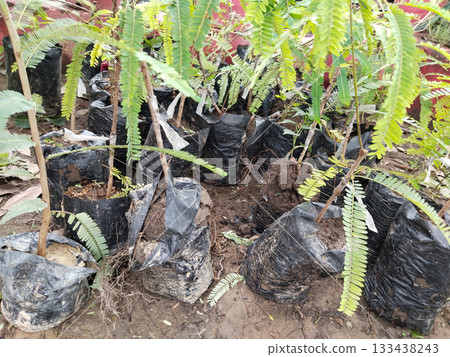 Grafted tamarind (imli) plant growing in eco-friendly grow bag, healthy sapling prepared for early fruiting, sustainable nursery propagation, tropical garden horticulture concept, top view 133438243