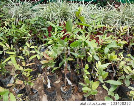 Grafted guava plants in nursery polybags ready for plantation, healthy young saplings with green leaves, commercial fruit tree propagation via rootstock and scion, farm gardening horticulture concept 133438253
