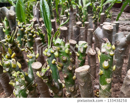 Plumeria (Champa) plant propagation in nursery rows; thick green stem cuttings sprouting new shoots and buds for easy rooting, landscape, and home garden planting Plumeria (Champa) plant propagation in nursery rows; thick green stem cuttings sprouting new shoots and buds for easy rooting, landscape, and home garden planting 133438258