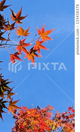 Maple Maple 133438378