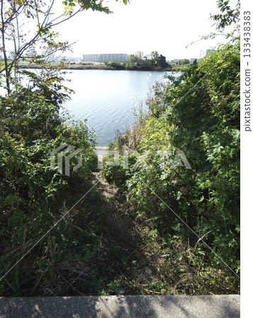 一條隱密的小徑(動物小徑),穿過多摩川河床的草叢,通往水邊。 一條隱密的小徑(動物小徑),穿過多摩川河床的草叢,通往水邊。 133438383
