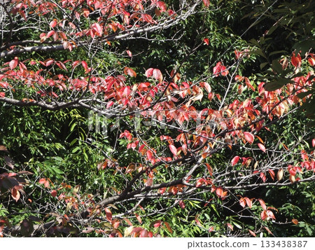 鮮豔的秋櫻花葉在常綠植物的襯托下格外醒目（秋櫻花葉） 133438387