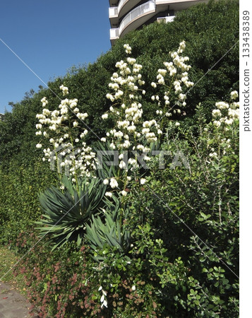 藍天之下，公寓大樓的灌木叢中，絲蘭花高高盛開。 133438389