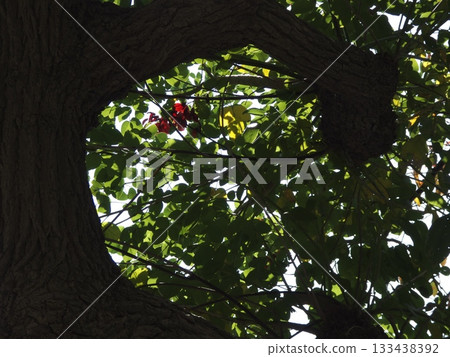The green leaves and red flowers of the American Cordyceps peeking out from the natural frame created by the thick trunk The green leaves and red flowers of the American Cordyceps peeking out from the natural frame created by the thick trunk 133438392