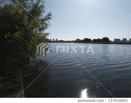 The surface of the Tama River and the plants along the riverbank sparkle as sunlight reflects off them The surface of the Tama River and the plants along the riverbank sparkle as sunlight reflects off them 133438401