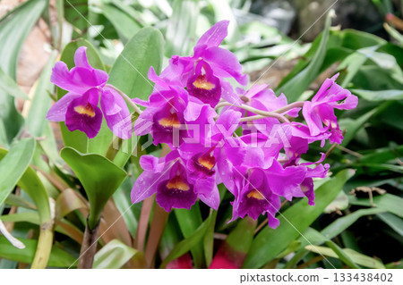 Vivid purple Phalaenopsis orchid Vivid purple Phalaenopsis orchid 133438402