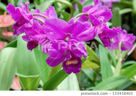 Vivid purple Phalaenopsis orchid 133438403