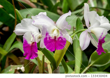 鮮豔的紫白蝴蝶蘭 鮮豔的紫白蝴蝶蘭 133438404