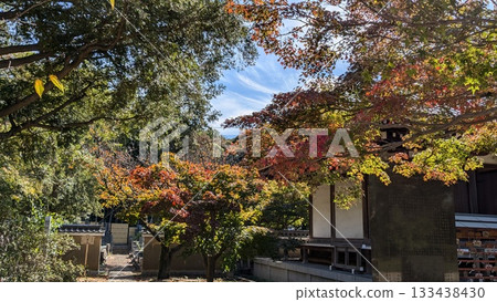 秋天的樹葉 133438430