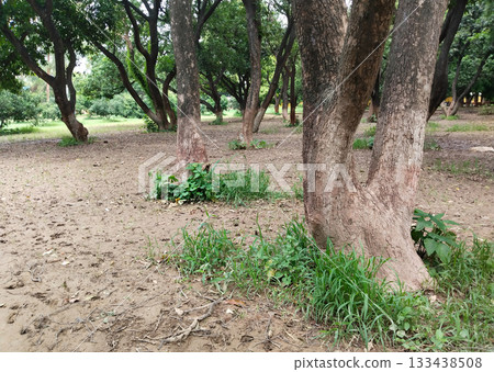 multiple mango trees in an orchard, showing tree trunks, shade patterns, and natural rural landscape atmosphere, captured from ground level perspective, India countryside multiple mango trees in an orchard, showing tree trunks, shade patterns, and natural rural landscape atmosphere, captured from ground level perspective, India countryside 133438508