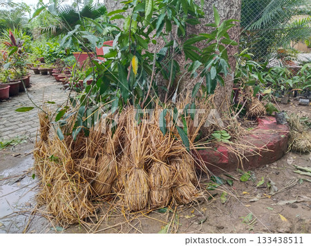 Grafted mango plants in nursery, rootstock and scion joined with tape, healthy saplings with green leaves, ready for plantation, commercial fruit tree propagation, agricultural horticulture concept 133438511