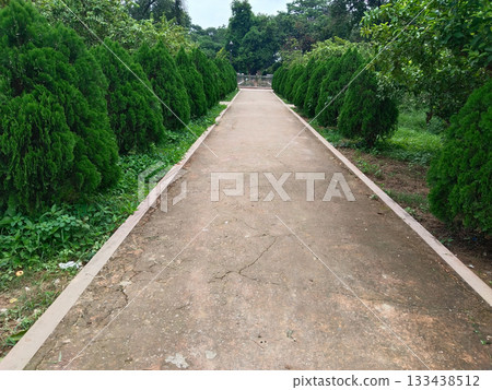 Park walkway bordered by lush Morpankhi (Thuja) bushes on both sides, ornamental evergreen hedge landscaping, beautiful green garden path, serene decorative belt in outdoor nature trail, public park Park walkway bordered by lush Morpankhi (Thuja) bushes on both sides, ornamental evergreen hedge landscaping, beautiful green garden path, serene decorative belt in outdoor nature trail, public park 133438512