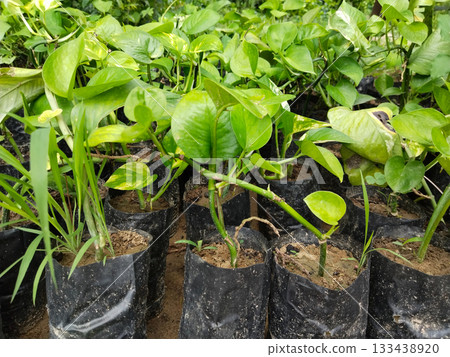 Healthy Money Plant Saplings Growing in Nursery Bags: Lush Green Epipremnum Aureum for Indoor and Outdoor Decor, Fast-Growing Air Purifier, Perfect for Gardens, Offices, Homes, and Easy Maintenance Healthy Money Plant Saplings Growing in Nursery Bags: Lush Green Epipremnum Aureum for Indoor and Outdoor Decor, Fast-Growing Air Purifier, Perfect for Gardens, Offices, Homes, and Easy Maintenance 133438920