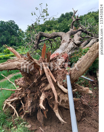 Uprooted tree with exposed roots toppled over in park garden, old decayed trunk marked with red pesticide paint, collapsed branches damaging curb and plants, scene of natural destruction and Uprooted tree with exposed roots toppled over in park garden, old decayed trunk marked with red pesticide paint, collapsed branches damaging curb and plants, scene of natural destruction and 133438924