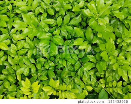 Fresh green leaves with water droplets, close-up natural foliage background, plant texture after rain, vibrant and lush greenery 133438926