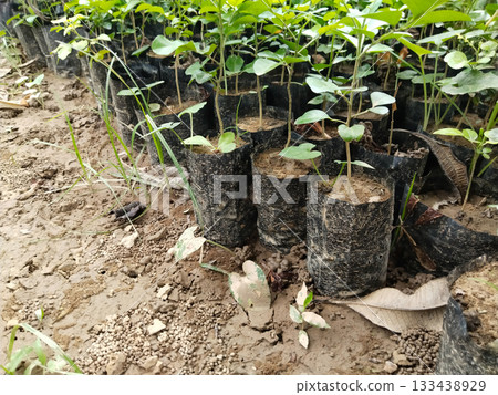 Money plant seedlings growing in multiple grow bags, green pothos plants cultivated for home garden decoration, indoor and outdoor ornamental foliage plants nursery with healthy fresh leaves Money plant seedlings growing in multiple grow bags, green pothos plants cultivated for home garden decoration, indoor and outdoor ornamental foliage plants nursery with healthy fresh leaves 133438929
