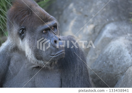 A gorilla-like voice says, "You've already agreed with that, haven't you?" 133438941