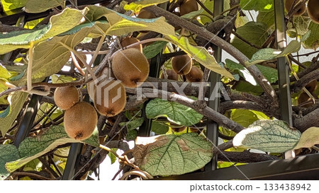 Kiwi fruit	 133438942