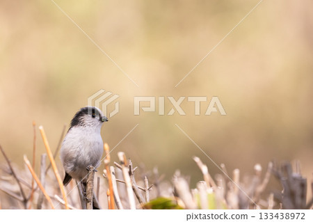 Enaga stopping at the tree branch Enaga stopping at the tree branch 133438972