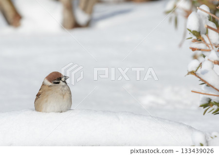 一隻麻雀在雪景中休息。 一隻麻雀在雪景中休息。 133439026