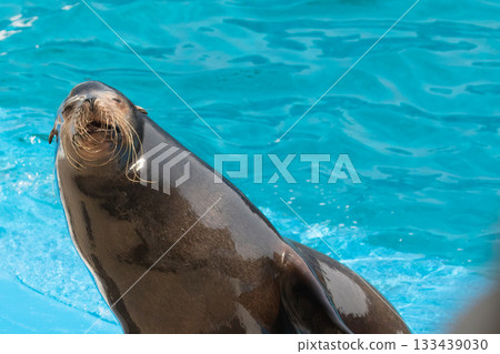 泳池裡微笑的海獅 泳池裡微笑的海獅 133439030