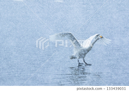 Swans in the snow 133439031