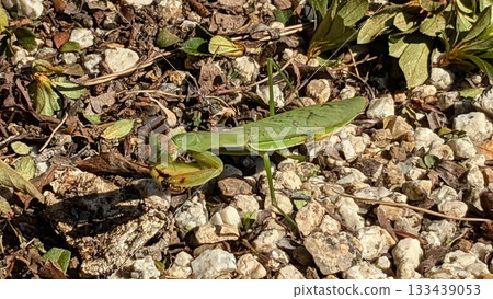 Mantis Mantis 133439053