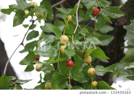 Fruit of jujube Fruit of jujube 133439163