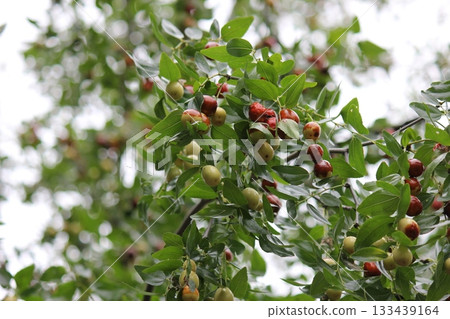 Fruit of jujube 133439164