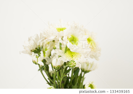 White Chrysanthemum Bouquet on White Background 133439165