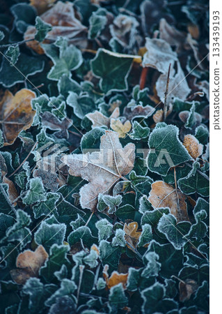 Frozen leaves on the ground Frozen leaves on the ground 133439193