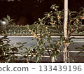 Osmanthus along the road at night 133439196