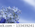 A light blue delphinium flower against a blue sky background 133439241