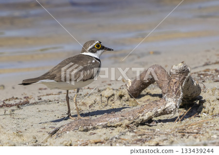 Little ringed plover stands by the water's edge at Huydecopersbos in Hilversum, Netherlands during a sunny day 133439244