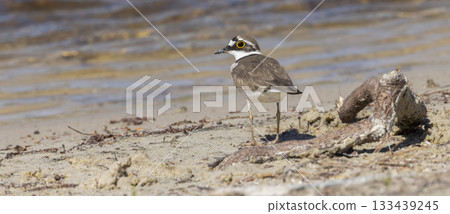 Little ringed plover stands by the water's edge at Huydecopersbos in Hilversum, Netherlands during a sunny day 133439245