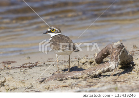 Little ringed plover stands by the water's edge at Huydecopersbos in Hilversum, Netherlands during a sunny day Little ringed plover stands by the water's edge at Huydecopersbos in Hilversum, Netherlands during a sunny day 133439246