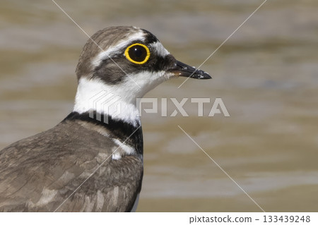 Little ringed plover stands by the water's edge at Huydecopersbos in Hilversum, Netherlands during a sunny day 133439248